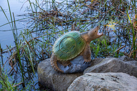 Rinehart Snapping Turtle IBO
